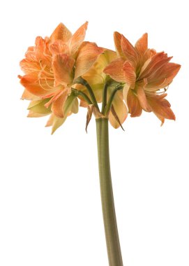 Beyaz arkaplan üzerindeki Blooming Hippeastrum (amaryllis) Çift Galaxy Grp 'Exotic Nymph'.