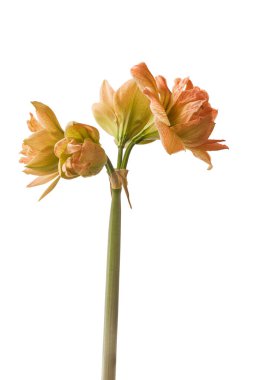 Beyaz arkaplan üzerindeki Blooming Hippeastrum (amaryllis) Çift Galaxy Grp 'Exotic Nymph'.