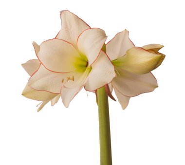 Beyaz arka planda çiçek açan hippeastrum (amaryllis) elmas grubu 