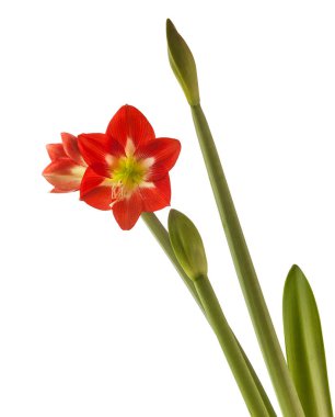 Beyaz arka planda Bud ve çiçekler kırmızı ve beyaz Colibri Grubu Amaryllis (Hippeastrum) izole edildi.