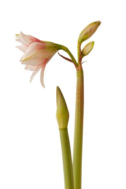 Beyaz arka planda Bud ve çiçekler kırmızı ve beyaz çift gökada grubu Amaryllis (Hippeastrum) 