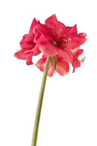 Blooming Dark Pink Amaryllis Hippeastrum Galaxy Group Pink Surprise White — Stock Photo, Image