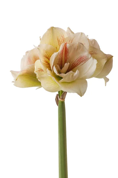 Blooming Hippeastrum Amaryllis Double Galaxy Grp Nymph White Background Isolated — Stock Photo, Image
