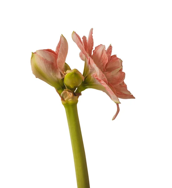 Blooming Hippeastrum Αμαρυλλίς Double Galaxy Grp Sunshine Nymph Λευκό Φόντο — Φωτογραφία Αρχείου