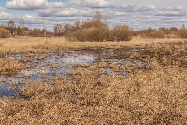 Swamp Dry Grass Spring Forest Polesie Ukraine — Stock Photo, Image