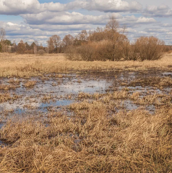 Swamp Dry Grass Spring Forest Polesie Ukraine — Stock Photo, Image