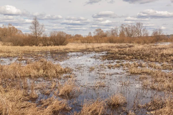 Pântano Com Grama Seca Primavera Lado Uma Floresta Polesie Ucrânia — Fotografia de Stock