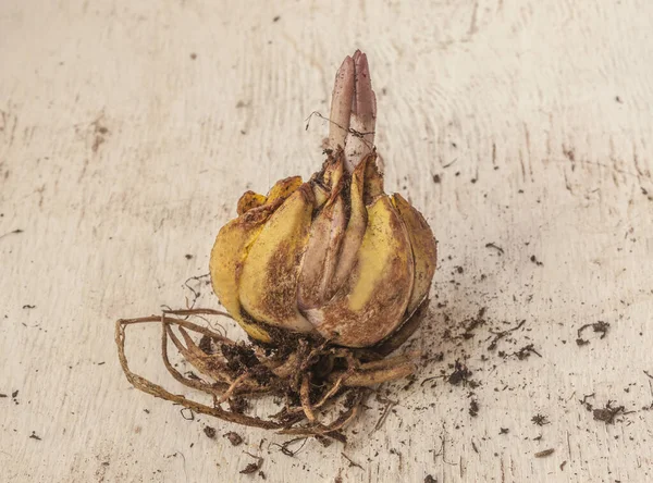 Hybrid Trompetenlilie Zwiebeln Mit Dem Austrieb Vor Der Pflanzung Frühjahr — Stockfoto