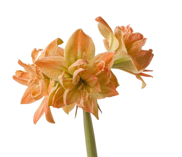 Blooming Hippeastrum Amaryllis Double Galaxy Grp Exotic Nymph White Background — Stock Photo, Image