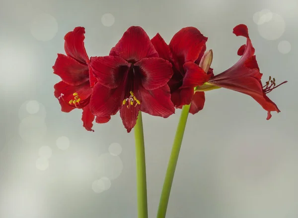 Çiçekli Koyu Kırmızı Küçük Çiçekli Sonatini Hippeastrum Amaryllis Ateş Dansçısı — Stok fotoğraf