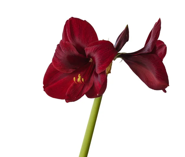 Ανθισμένα Σκούρο Κόκκινο Hippeastrum Amaryllis Κάρμεν Λευκό Φόντο Απομονωμένη — Φωτογραφία Αρχείου