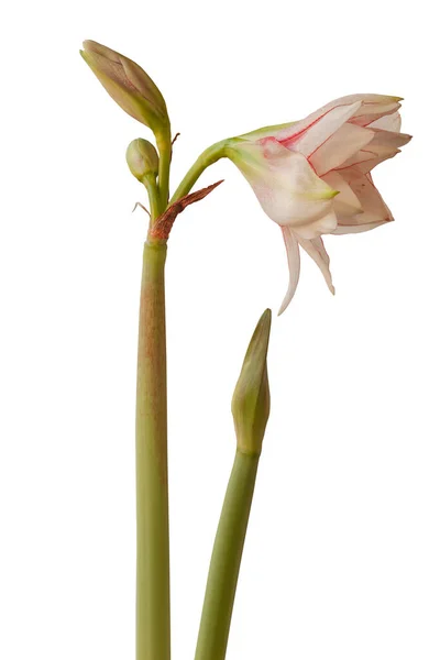 Bud Virágok Piros Fehér Kettős Galaxis Csoport Amaryllis Hippeastrum Elvas — Stock Fotó