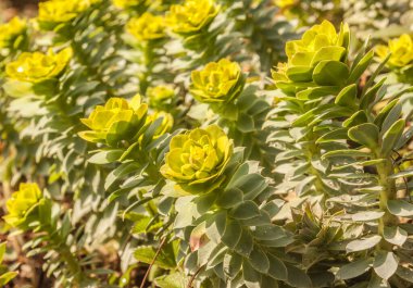 Bahçede baharda çiçek açan Euphorbia misinitleri