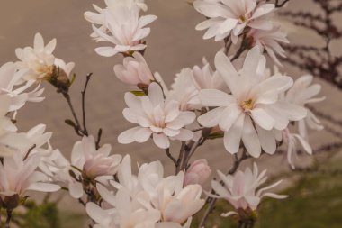 Blossom Magnolia stellata bazen Nisan ayında yıldız manolyası olarak adlandırılır.