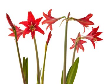 Bloom red Hippeastrum johnsonii (eski adıyla Amaryllis johnsonii) genellikle Hardy Amaryllis, Johnson 'dan Amaryllis veya St. Joseph' s Lily olarak adlandırılır..