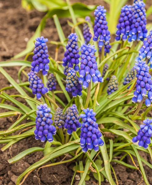 Virágzó Sötétkék Örmény Szőlő Jácint Vagy Muscari Armeniacum Kertben Tavasszal — Stock Fotó