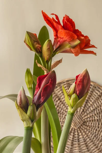Çiçek Açan Kırmızı Hippeastrum Amaryllis Kiraz Perisi Gri Arkaplanda Çifte — Stok fotoğraf