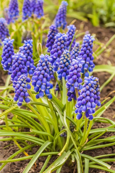 Blommande Mörkblå Armenisk Druva Hyacint Eller Muscari Armeniacum Trädgården Våren — Stockfoto