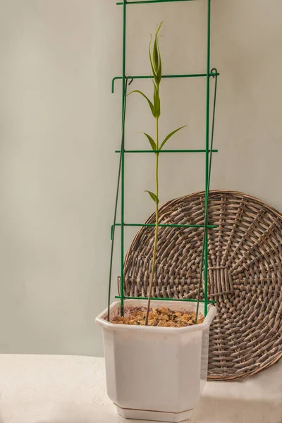 Young liana Gloriosa or climbing lily, flame lily in a white pot near a gray wall