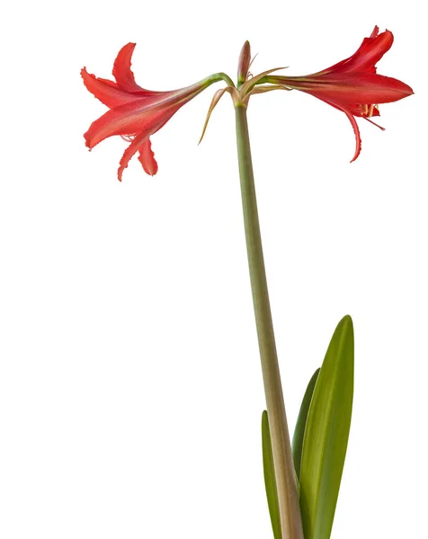 Bloom Red Hippeastrum Johnsonii Formerly Amaryllis Johnsonii Commonly Referred Hardy — Stock Photo, Image