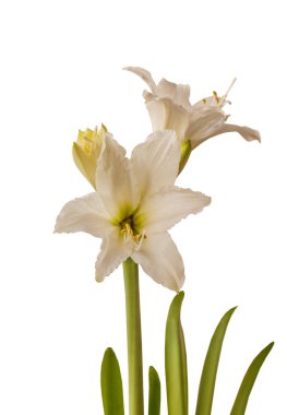 Beyaz arkaplan üzerindeki Bloom White Hippeastrum (amarillis) Trompet grubu 