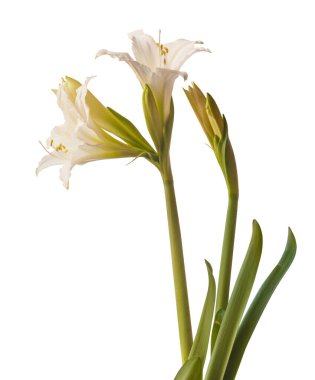 Beyaz arka planda Bud White Hippeastrum (amarillis) Trompet grubu 