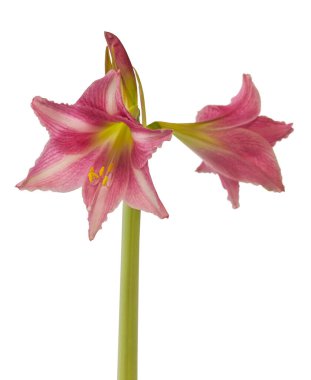 Beyaz arka planda Bloom çizgili Hippeastrum (amarillis) beyaz ve koyu pembe trompet grubu 