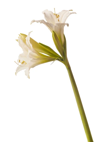 Bloom White Hippeastrum Amarillis Trumpet Group Swan Lake 백조의 — 스톡 사진