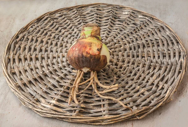 Jedna Cibule Hippeastrumu Amaryllis Kořeny Proutěném Kruhu — Stock fotografie