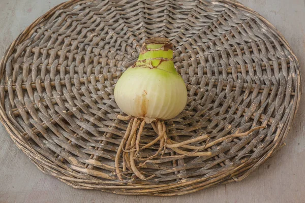 Bulb Hippeastrum Amaryllis Roots Wicker Circle — Stock Photo, Image