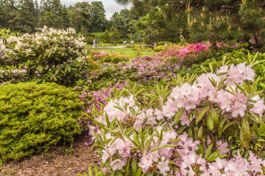 Mayıs ayında botanik bahçesinde çiçek açan rhododendronlar (Rhododendron molle)