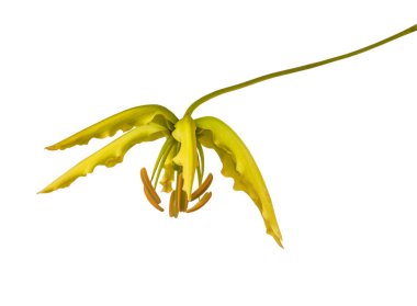 Bud Gloriosa superba 'Rothschildiana', Gloriosa lily on white background isolate clipart