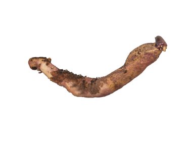 İlkbaharda böbreğe kök salmış bir Gloriosa yumrusu beyaz arka planda izole edilmiş.