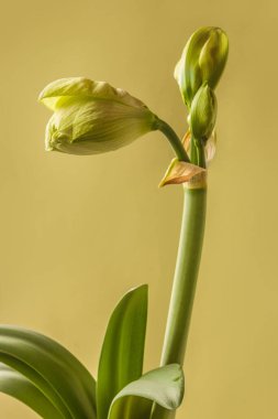 Amaryllis 'in (Hippeastrum) gelişmekte olan tomurcuğuna yakın plan: Çift Galaksi Grubu 