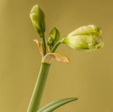 Amaryllis 'li Bud (Hippeastrum) Çift Galaksi Grubu 