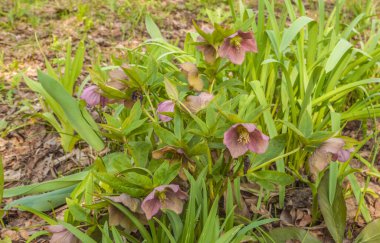 Doğuda, doğuda ya da doğuda, doğuda ya da doğuda çiçek açan melezler ya da bahar bahçesindeki yaprakların arka planında