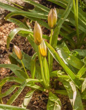 Geç açan Tulip (lat) çiçekli bahar yatağı. Tulip Dasystemon Tarda Personeli) bahçede