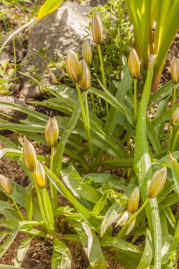 Geç açan Tulip (lat) çiçekli bahar yatağı. Tulip Dasystemon Tarda Personeli) bahçede