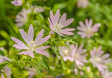 Bahçede çiçek açan Lavatera arka planda bulanık bir arka planda.