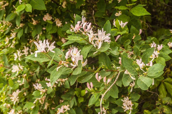 Madressilva Xarope Flor Alpinista Perfumado Floração Verão — Fotografia de Stock