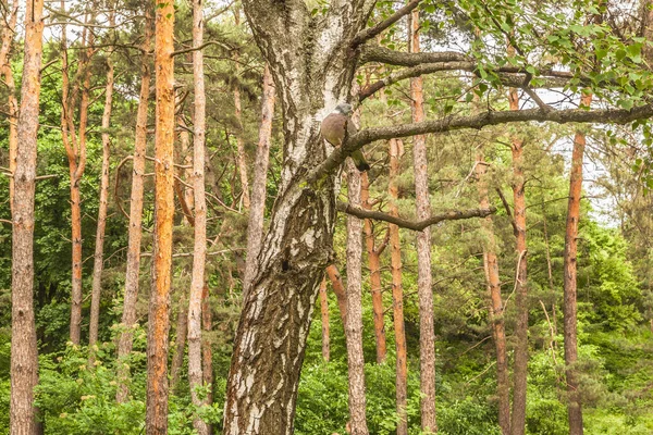 Wild Common Ritratto Piccione Legno Nella Foresta Ucraina — Foto Stock