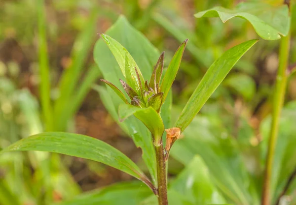 Bud Lilja Martagon Med Vattendroppar Våren Trädgården — Stockfoto