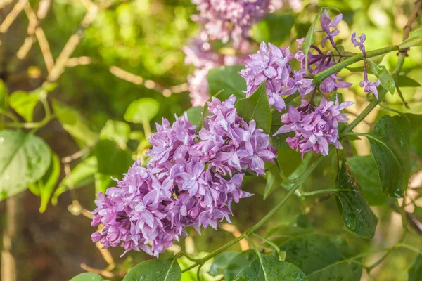 Floración Hermosa Tierna Doble Lila Arbusto Con Gotas Lluvia Jardín — Foto de Stock