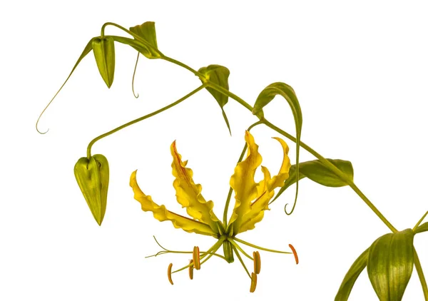 Blooming Gloriosa Superba Rothschildiana Gloriosa Lily White Background Isolate — Stock Photo, Image