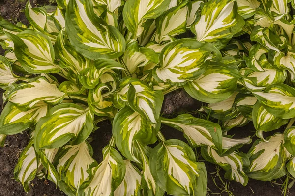 Gevarieerd Wit Groen Hosta Undulata Met Krullend Blad Platte Tuin — Stockfoto