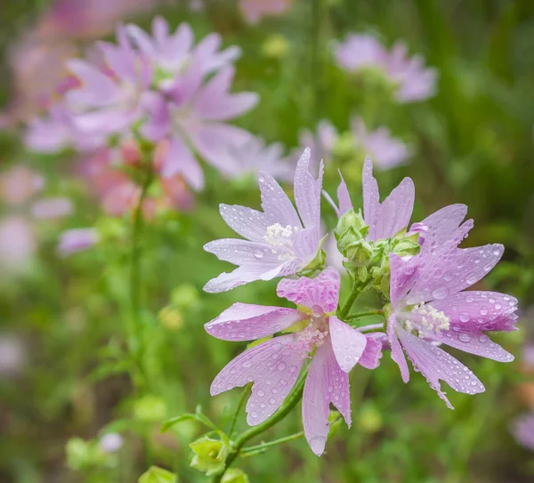 Flowering Lavatera Drops Dew Background Blur Background — Stock Photo, Image