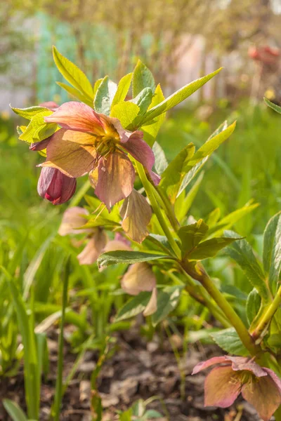 Квітучі Східні Або Східні Гібриди Або Тлі Листя Весняному Саду — стокове фото