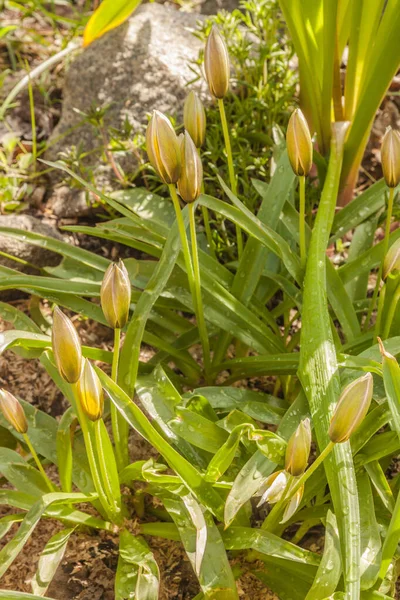 開花が遅いチューリップで春の花を咲かせます 園内にあるチューリップ ダシステモン ターダ スタッフ — ストック写真