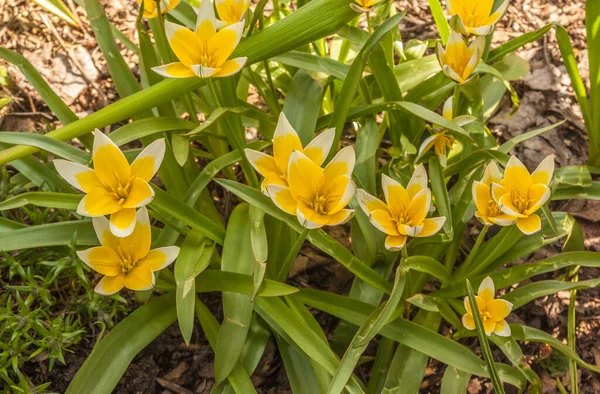 Primavera Canteiro Flores Com Floração Tarde Tulipa Lat Tulipa Dasystemon — Fotografia de Stock