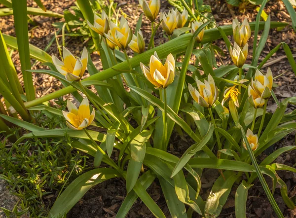 Tavaszi Virágágyás Virágzó Késő Tulip Lat Tulip Dasystemon Tarda Stapf — Stock Fotó